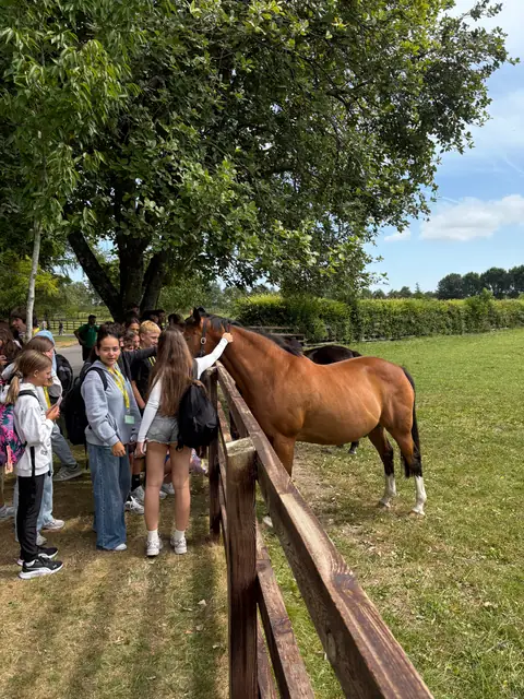 Una ragazza accarezza un cavallo marrone oltre la staccionata, circondata dal gruppo